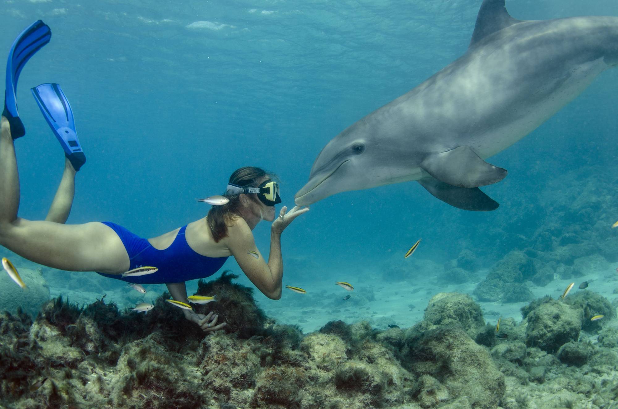 Dolphin House Trip